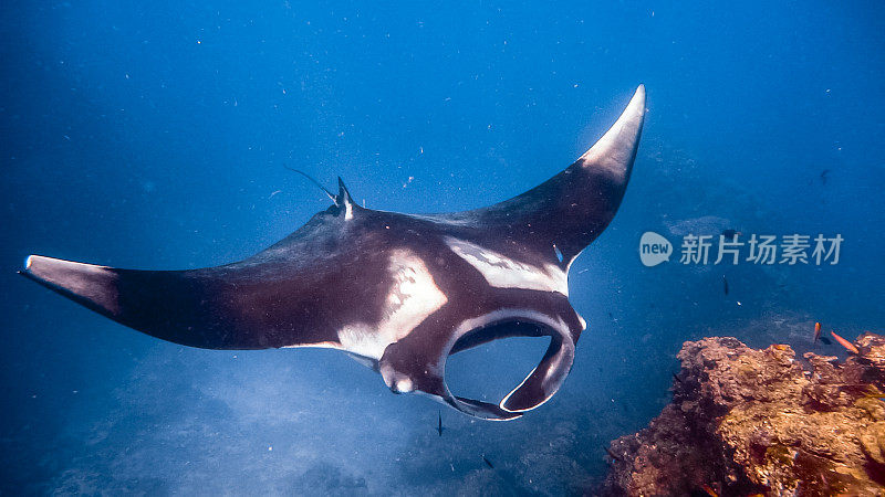 罕见的水下近距离接触濒危物种海洋蝠鲼(Manta birostris)